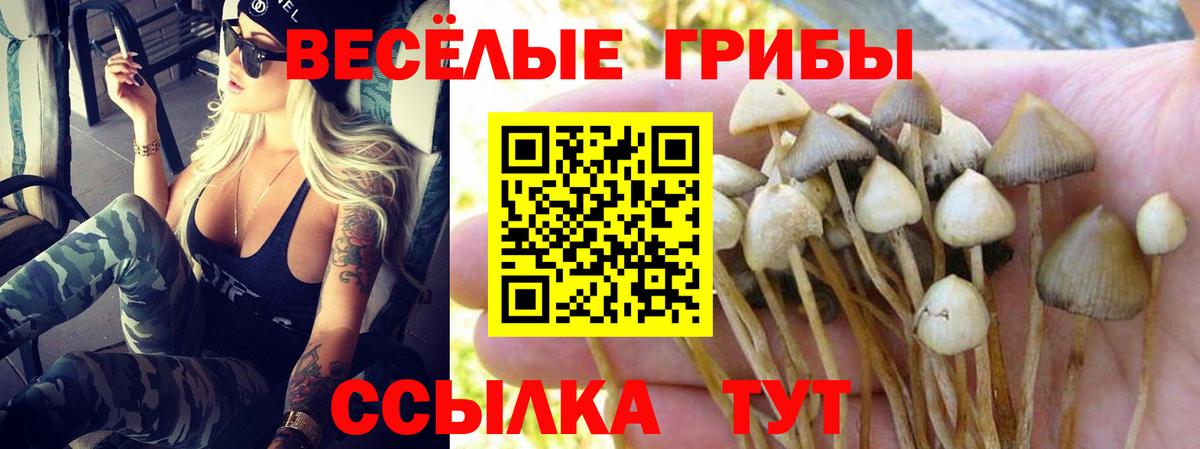 Псилоцибиновые грибы Psilocybe Наро-Фоминск